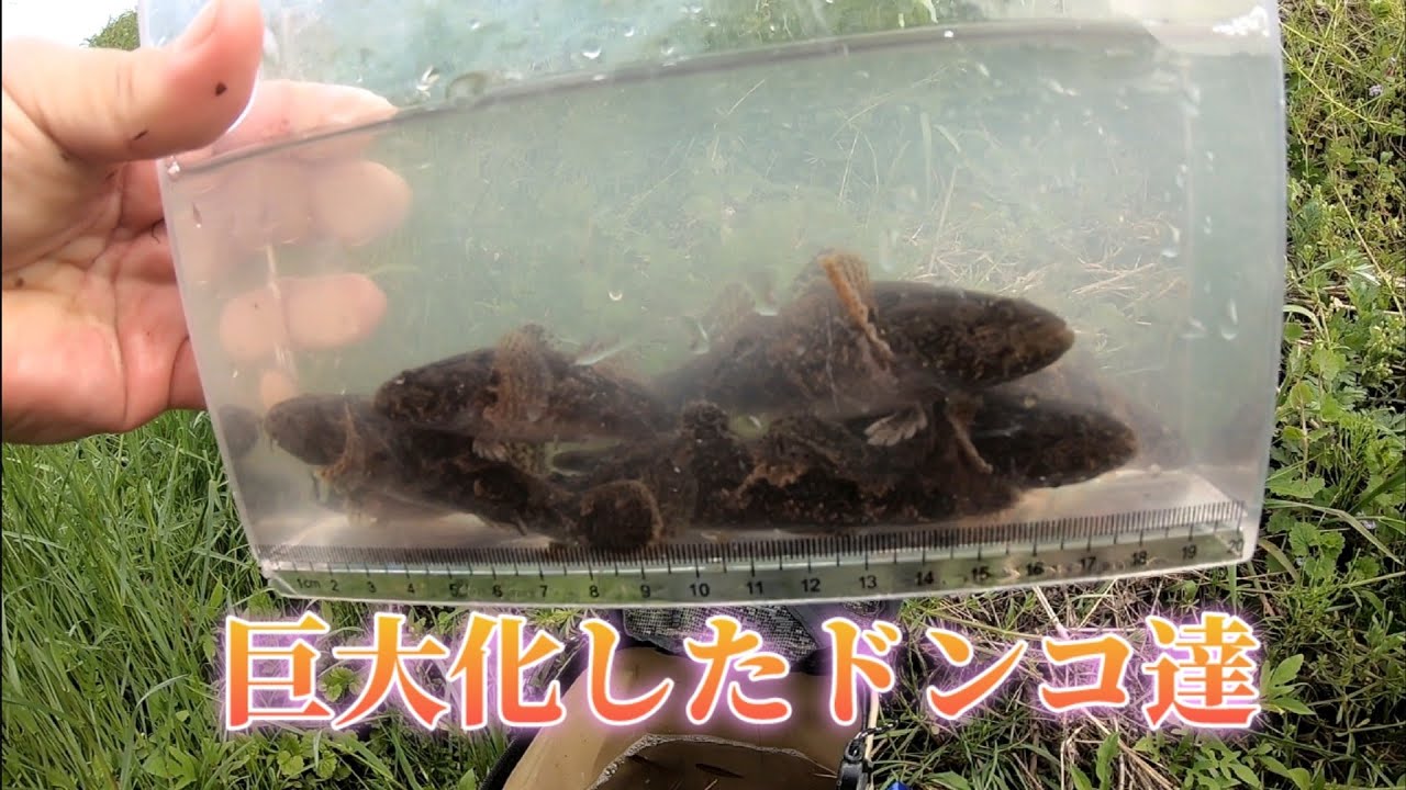 巨大なドンコが大量にいる川