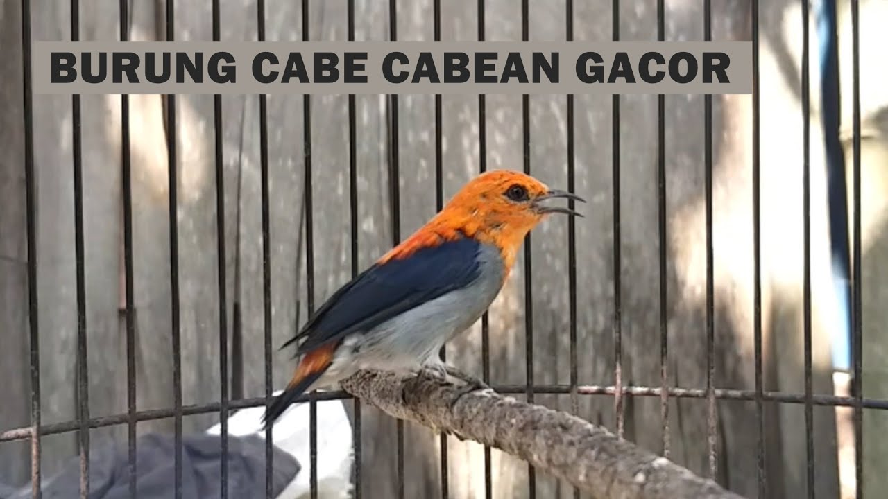 MASTERAN KEMADE GACOR | Suara Pancingan burung cabe cabean Cit Keres Encit Cit bang Agar cepat Bunyi