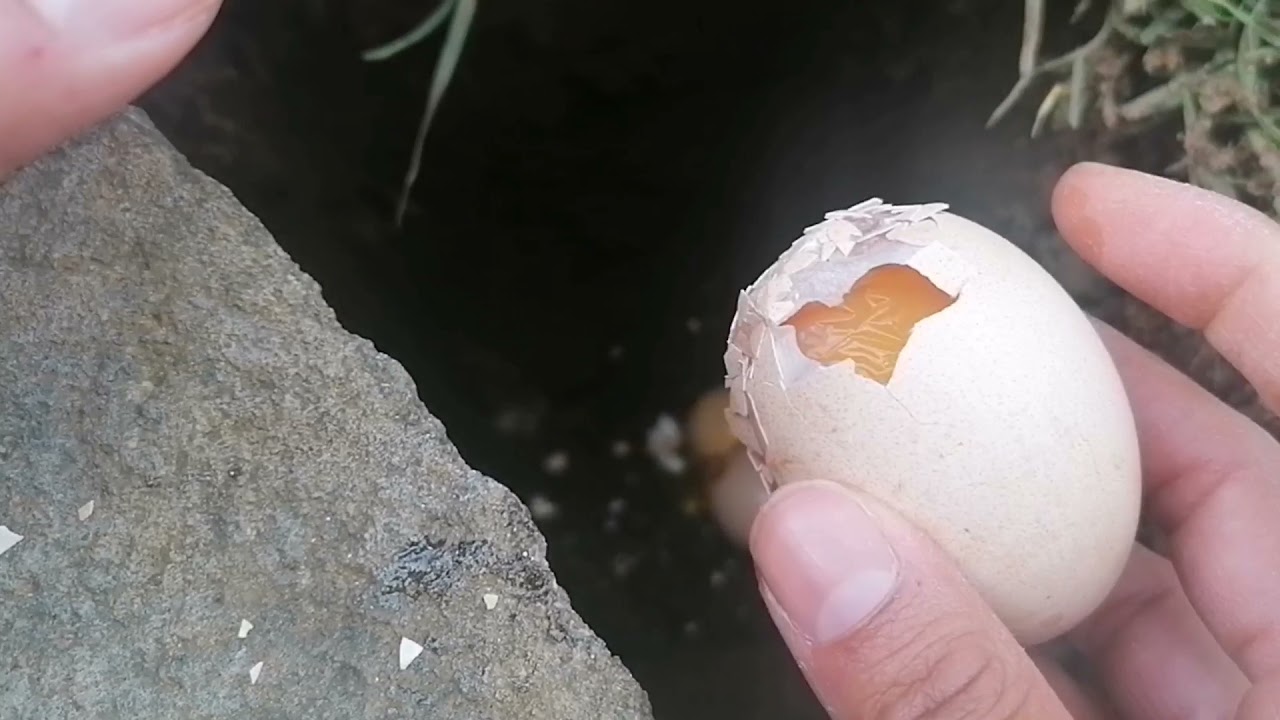 ABRÍ los HUEVOS descartados de TUSHI, el último tendrá pollito? 🐥 | Mariana Mai
