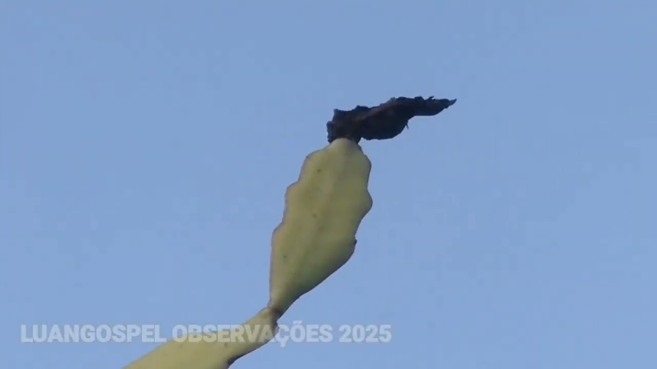ULTIMA DO ANO DE 2025 OBSERVAÇÕES NATUREZA 