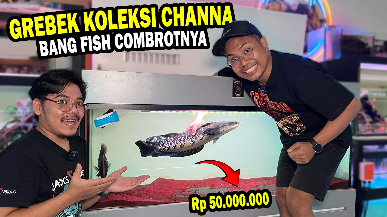 BATIK 50 JUTA?? GREBEK KOLEKSI SEMUA CHANNA BANG FISH DI TOKO BOYOLALI