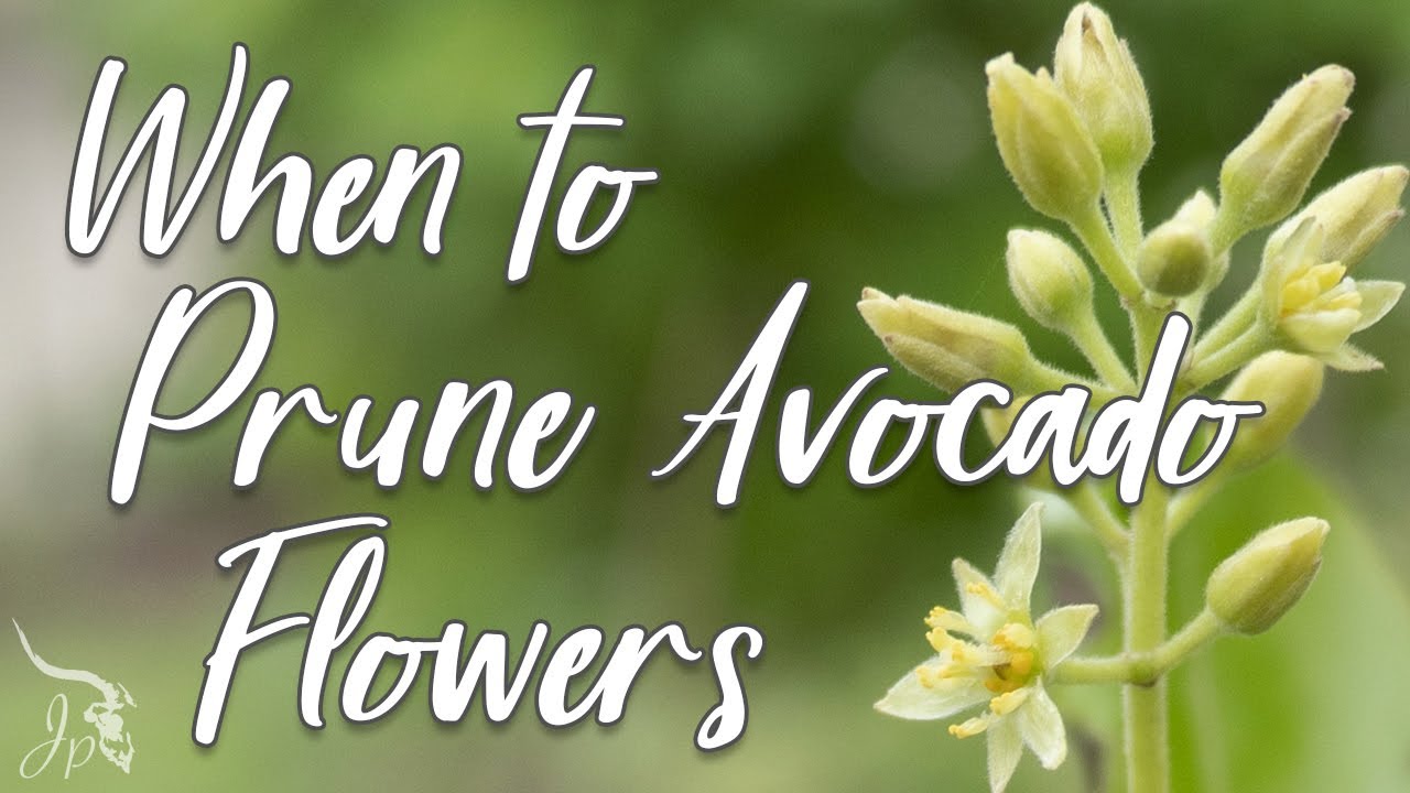 When (and Why) to Prune Avocado Flowers