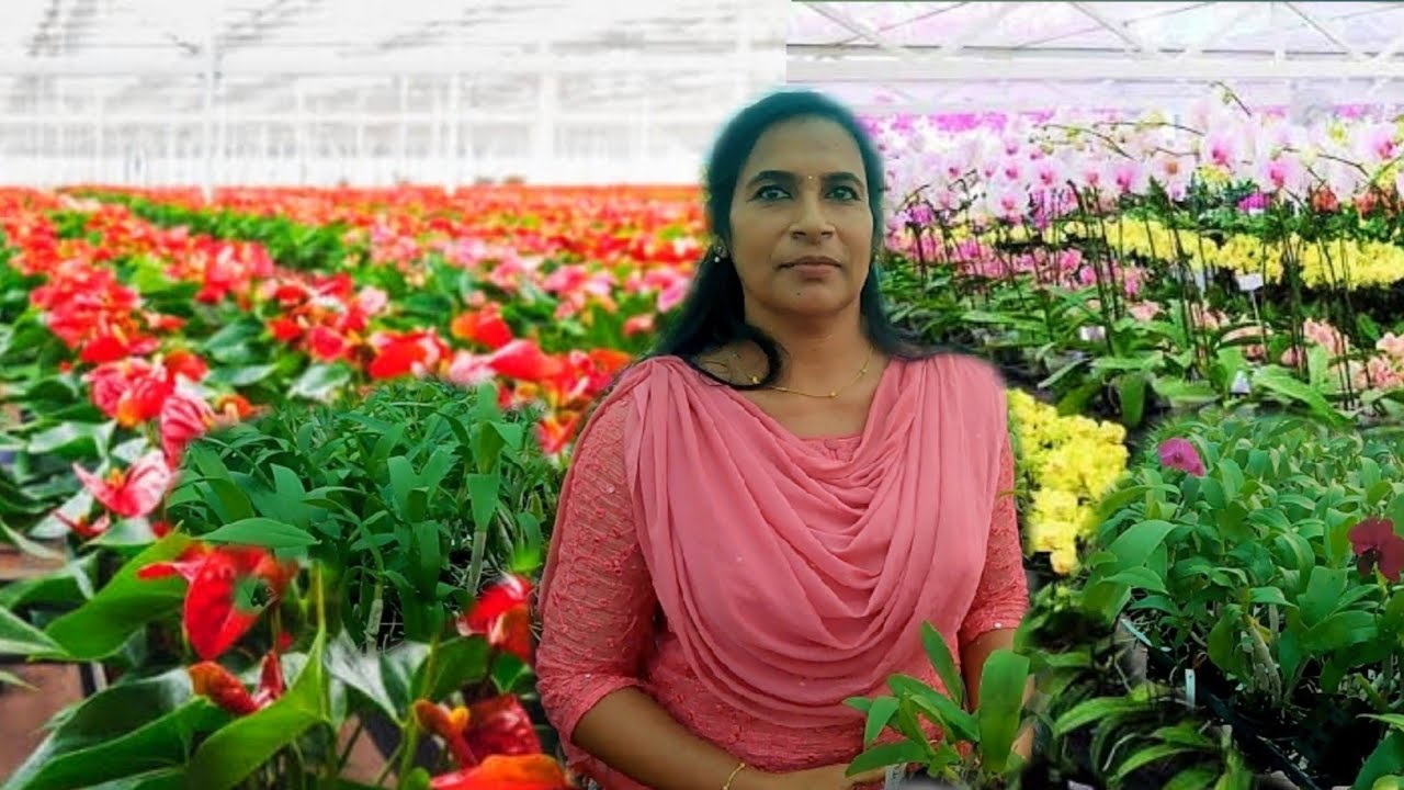 ഓർക്കിഡ് ആന്തൂറിയം ചെടികൾ സമൃദ്ധമായി വളരുന്ന തൃശ്ശൂർ ജില്ലയിലെ ഹോം ഗാർഡൻ || Orchid Anthurium is a h