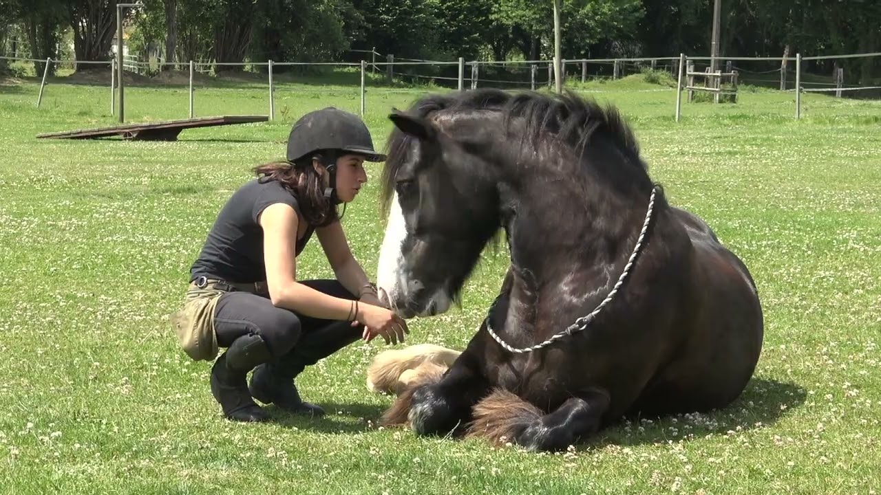 2022 Sport-études Firfol avec Izia et son Irish Cob First