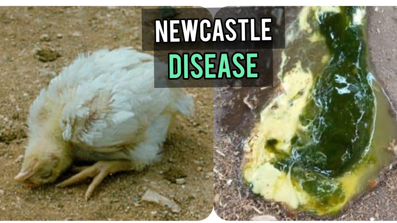 Newcastle Disease Treatment | Prevention |  Signs and Symptoms in Broilers