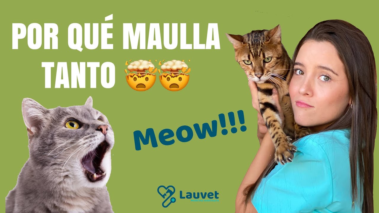 ¿POR QUÉ MI GATO MAULLA MUCHO? - Lauvet