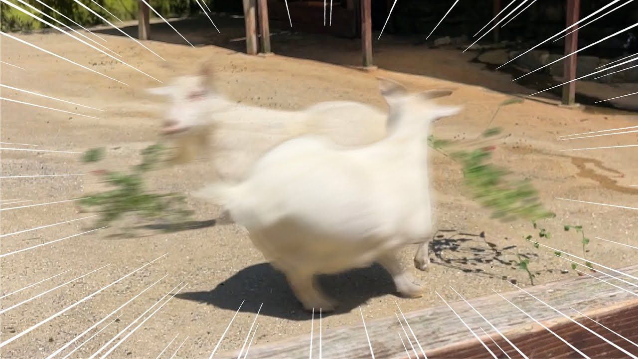 10秒前まで爆睡してたヤギがこうなるまで