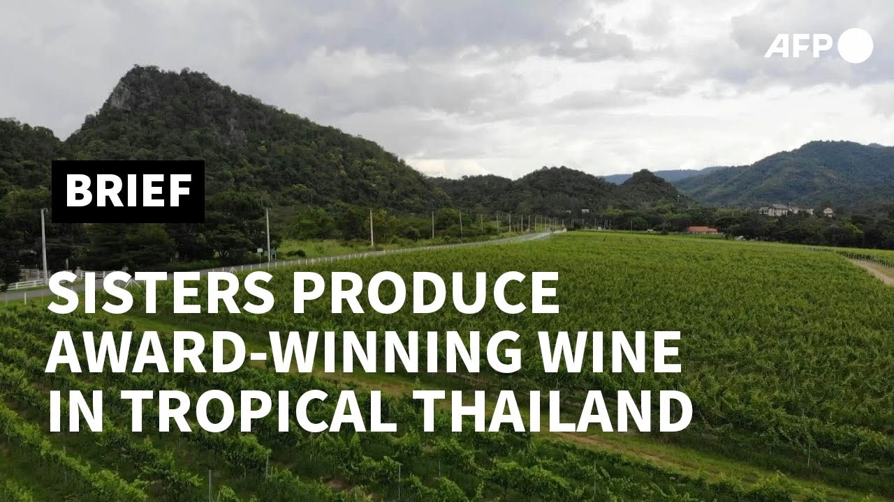 One vine day: Sisters produce award-winning wine in tropical Thailand | AFP