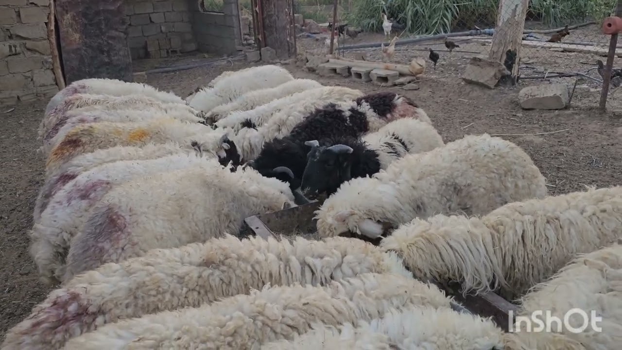 بعض الاعمال في المزرعه بعد رفع الحصى من الكليه 