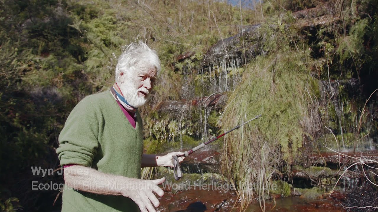 Why Swamps Matter
