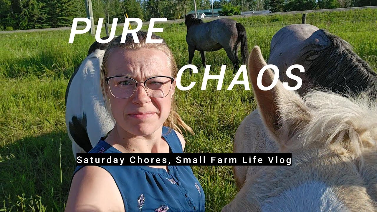 Saturday Farm Chores | Visiting the Horses | Week Old Foal |  Laminitis |