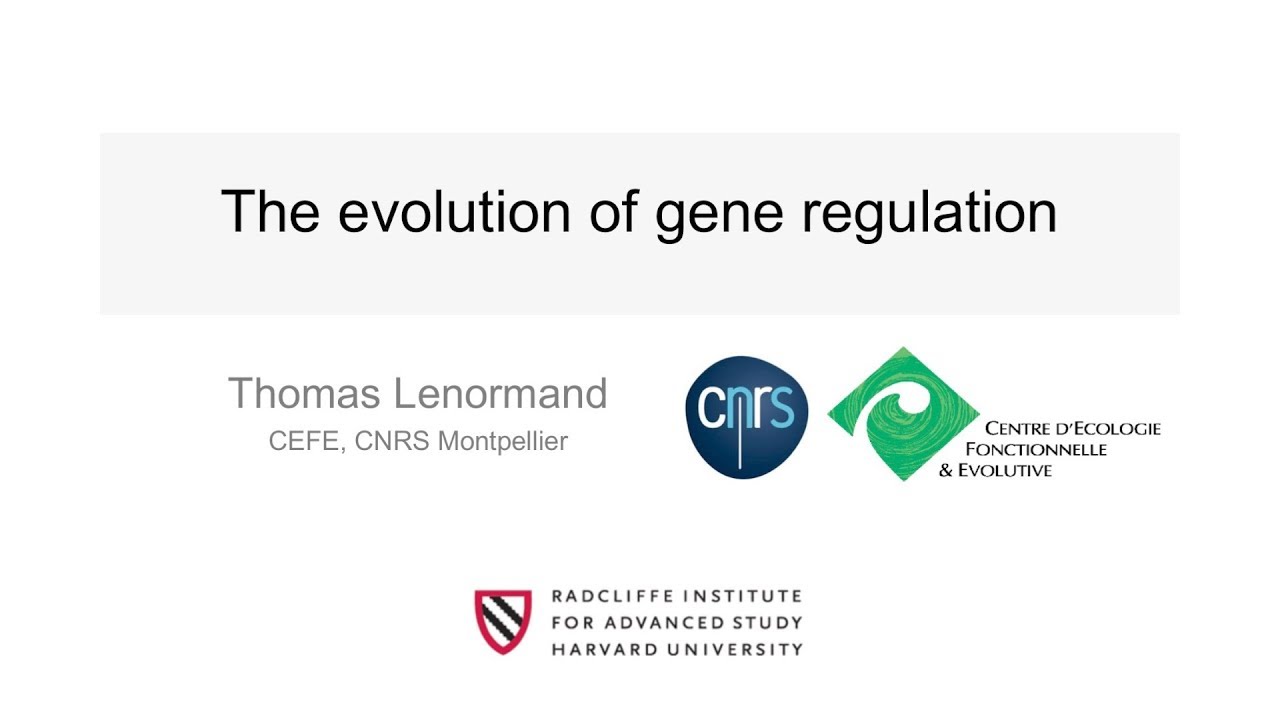 The Evolution of Gene Expression | Thomas Lenormand || Radcliffe Institute