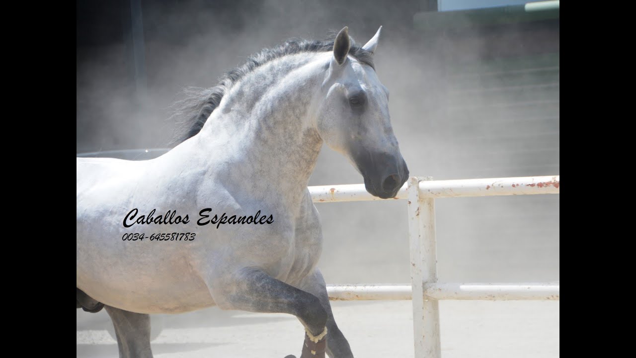 Baroque PRE stallion