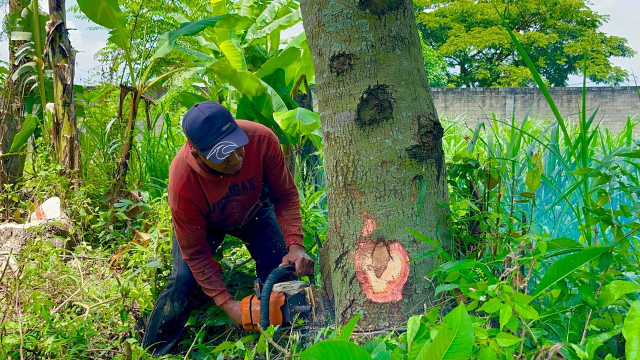 Capital is Sure!! Finally An Experienced Man Managed To Knock Down 2 Super Trees At Once