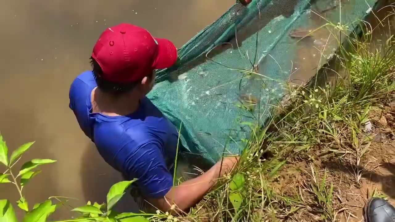 Peruvian Amazon Fish Collecting Trip