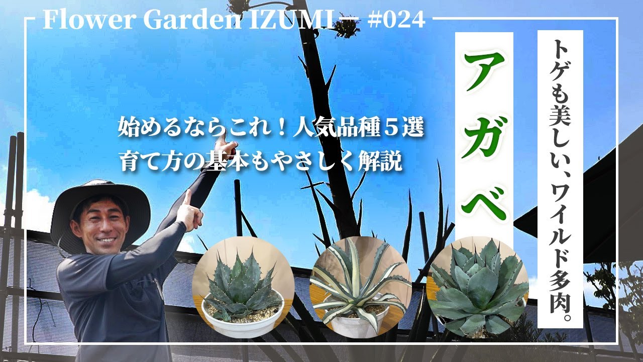 初心者でも育てやすい！アガベおすすめ品種5選と基本の育て方！#園芸 #ハイポネックス