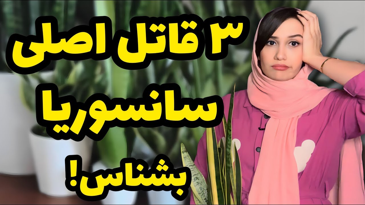 ۳ علت اصلی نابودی گیاه سانسوریا😣 | چرا گیاه سانسوریا خراب میشه؟ | زرد شدن برگ سانسوریا