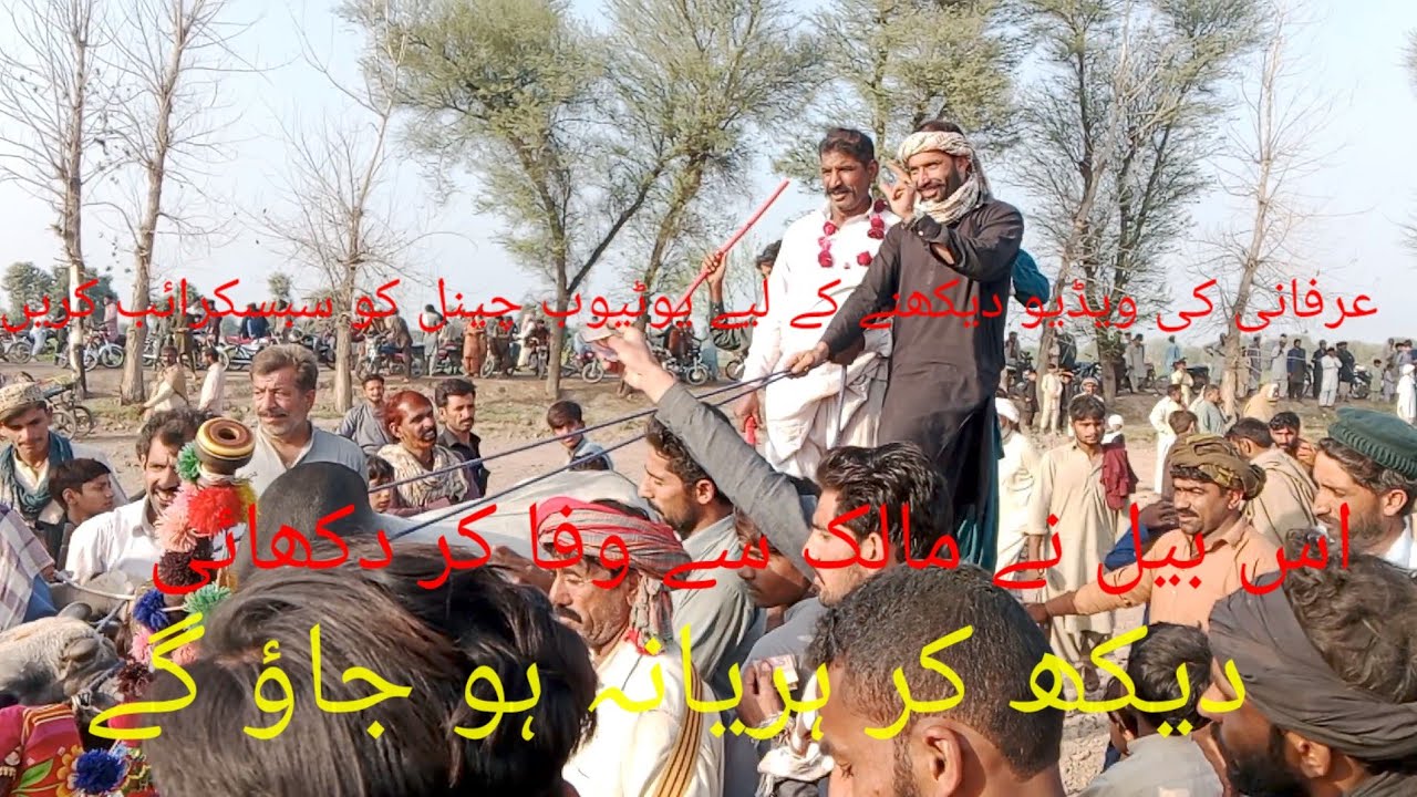 اس بیل نے مالک سے وفا کر دکھائیں 🐂🦬🐃🐅🥰🥰 viral #video# for# you#
