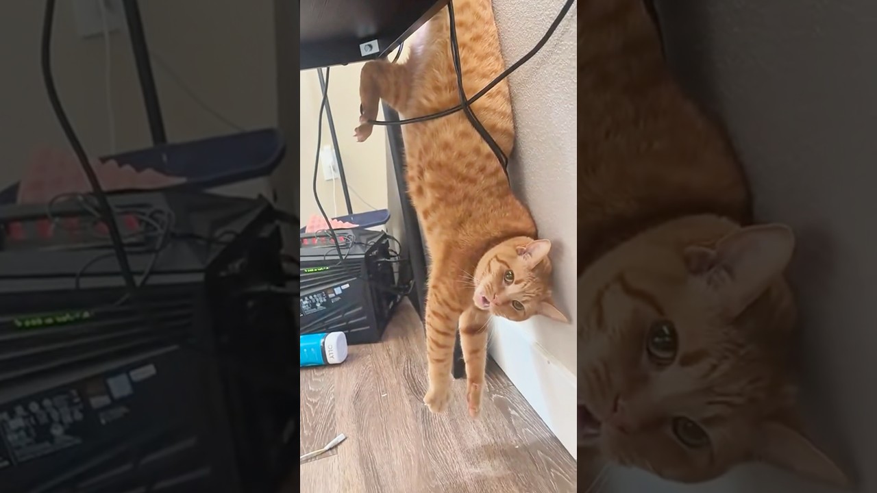 Never Trust An Orange Cat 😂