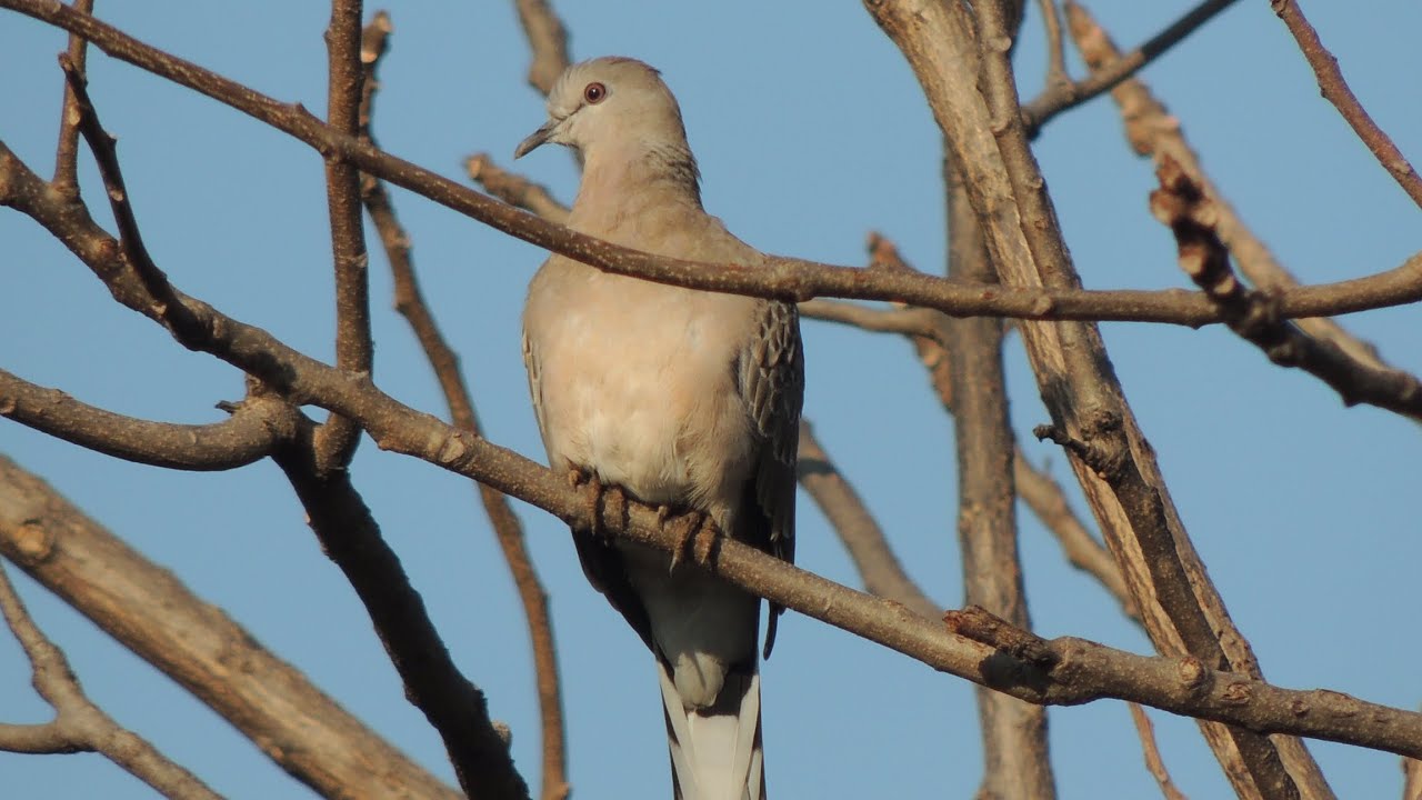 Eurasian Collared Dove. 