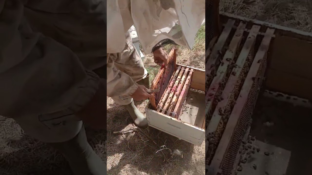 ضغط النحل السر الذهبي لإدارة خلاياك بنجاح