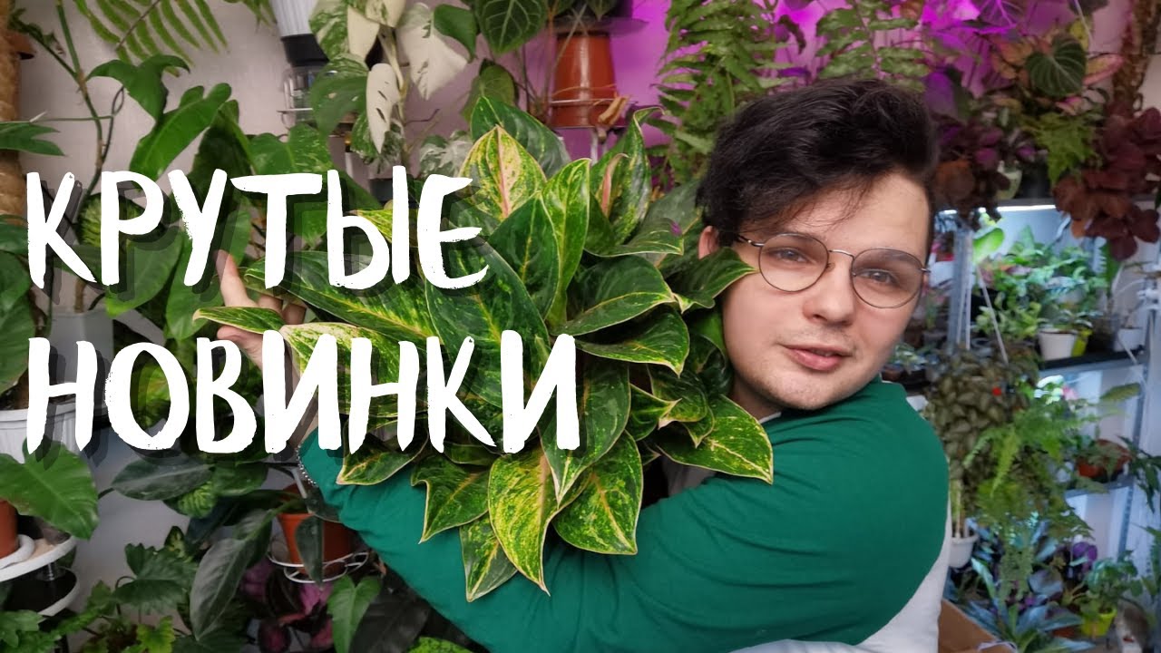 ЗАКУПИЛСЯ РАСТЕНИЯМИ// Новинки в ФЕРВАЛЕ//Озеленение Дома