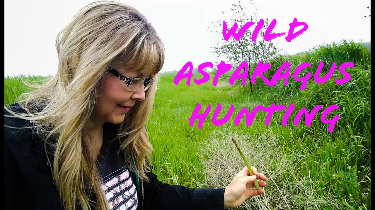 WILD ASPARAGUS HUNTING