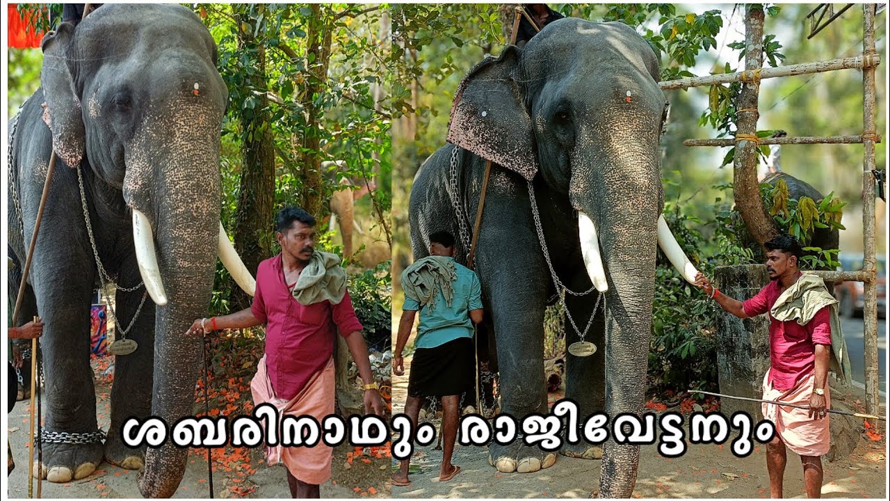 ശബരിനാഥും രാജീവേട്ടനും ഇന്ന് 💥Chirakkal sabarinadh And rajeev @cheruvaththani pooram 