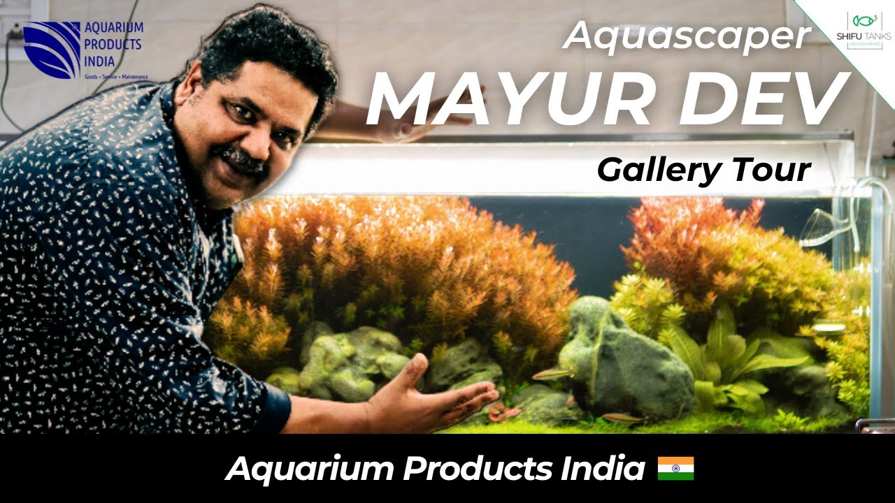 Mayur Dev Gallery Tour 2024 in 4K - Aquarium Products India Mumbai