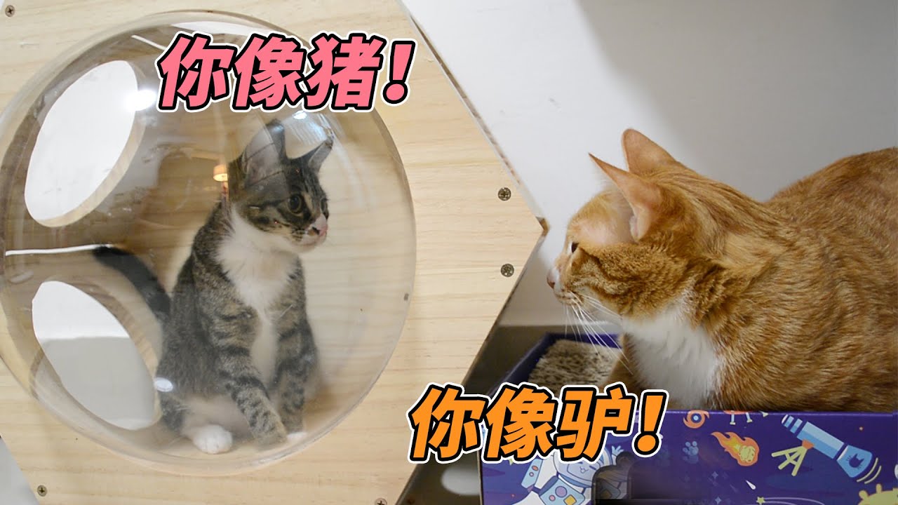 我的猫虽然一只像猪，一只像驴，但我很爱它们哦【旧视频】