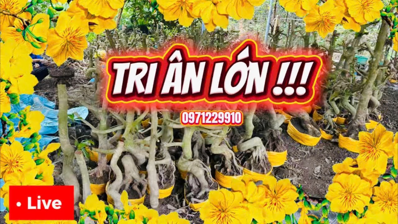 LIVE 🌼19h  10/3  GL hàng trăm phôi mai lớn nhỏ giá ve chai 📞0971229910 Liêm