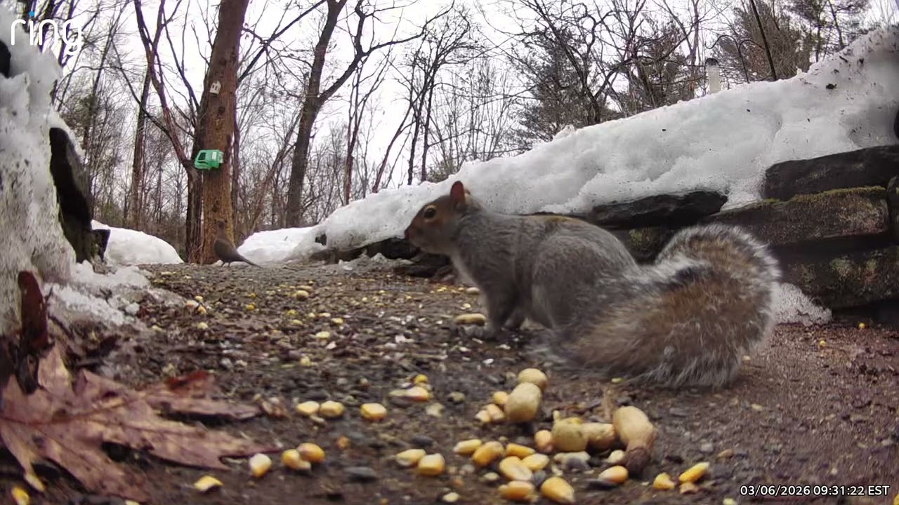 Who is visiting today? #birds #nature #cardinals #bluejay #squirrels #smallbirds #outdoors 