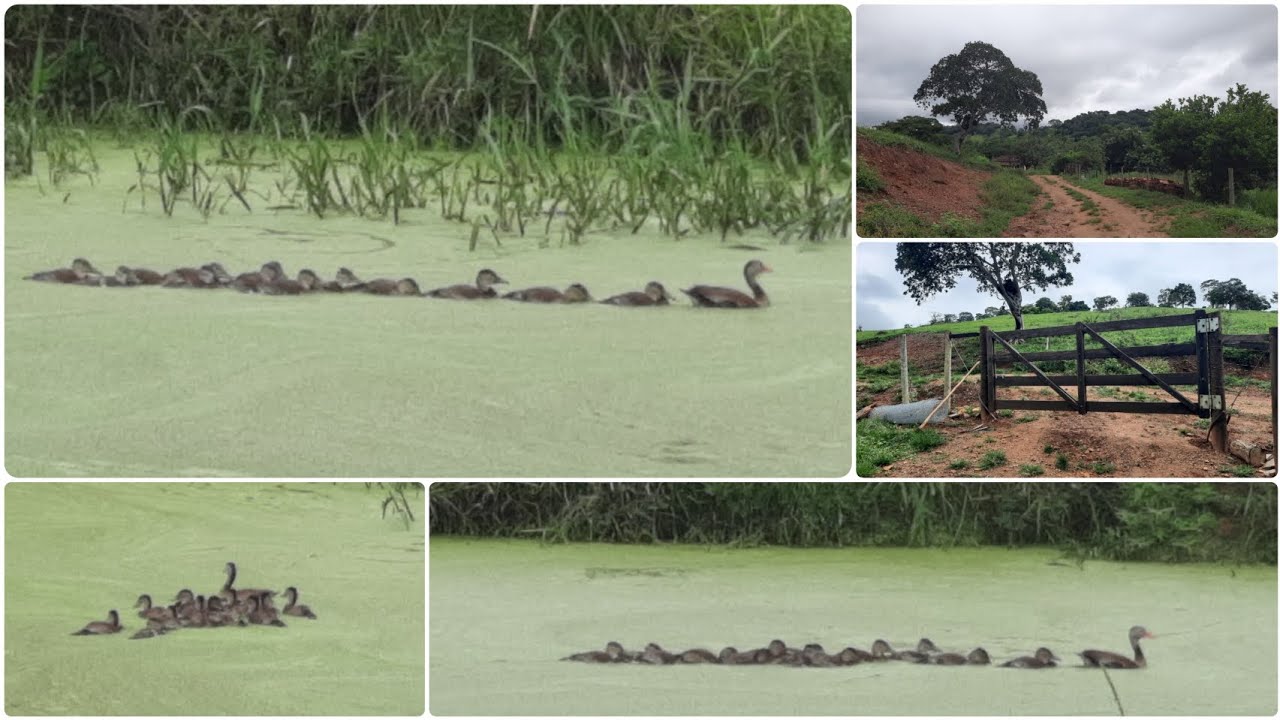 Patos Selvagens nadando na Represa🦆Uma Família Inteira se divertindo na água🦆🥰Capinando Chácara 