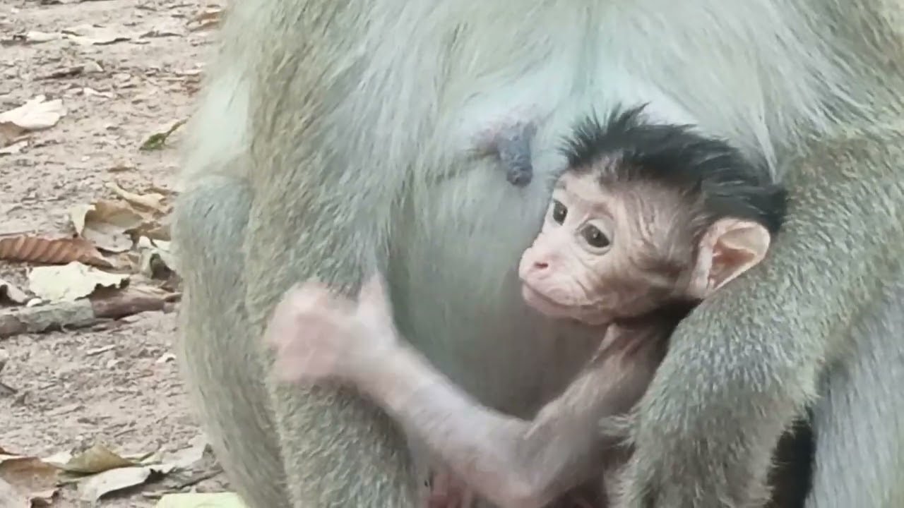 VID20250128160403 monkey at Bayon