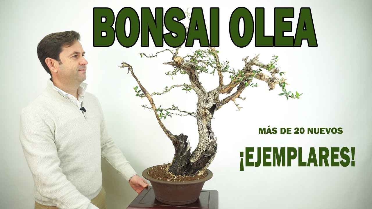BONSAI OLEA SILVESTRIS ¡MAS DE 20 NUEVOS EJEMPLARES!