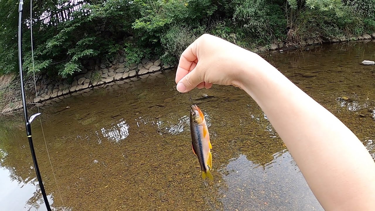 また住宅地を流れる川でカワムツをルアーで釣ってみた