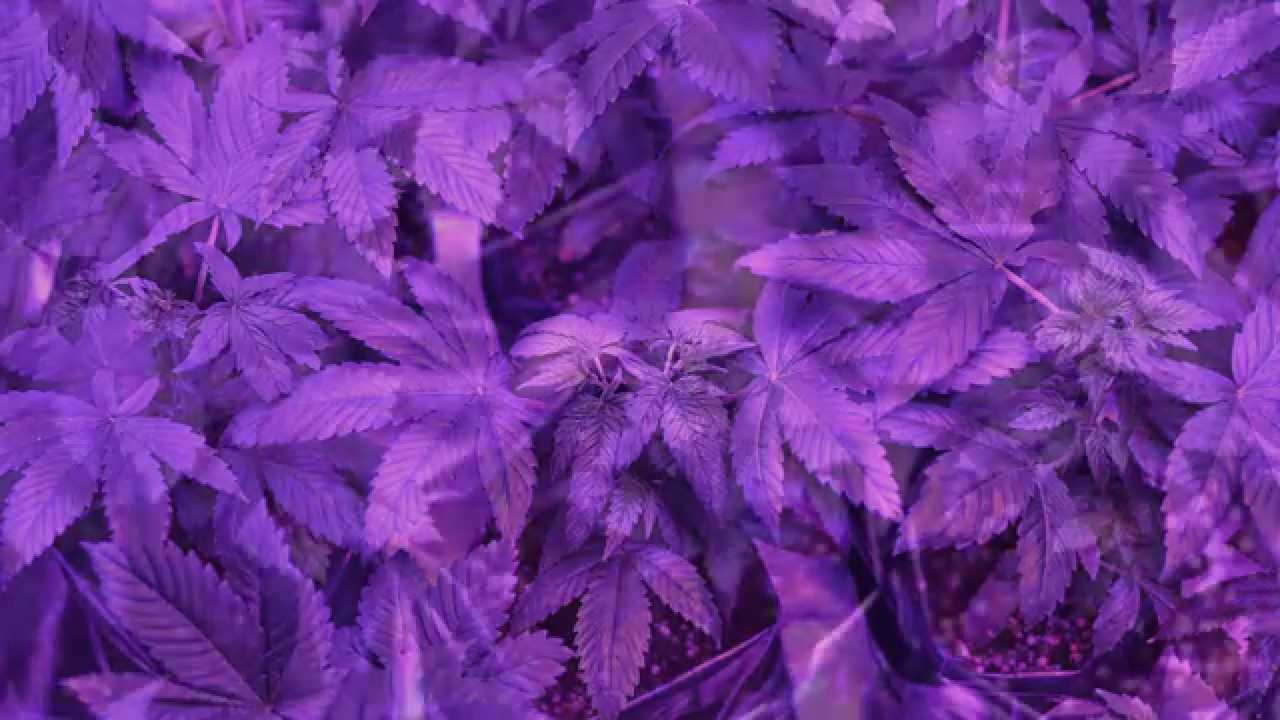 Seguimiento Veg Led 288W Week 5 &middot; Kosher Kush &middot; Girl Scout Cookies &middot; Ice Cream (HD)