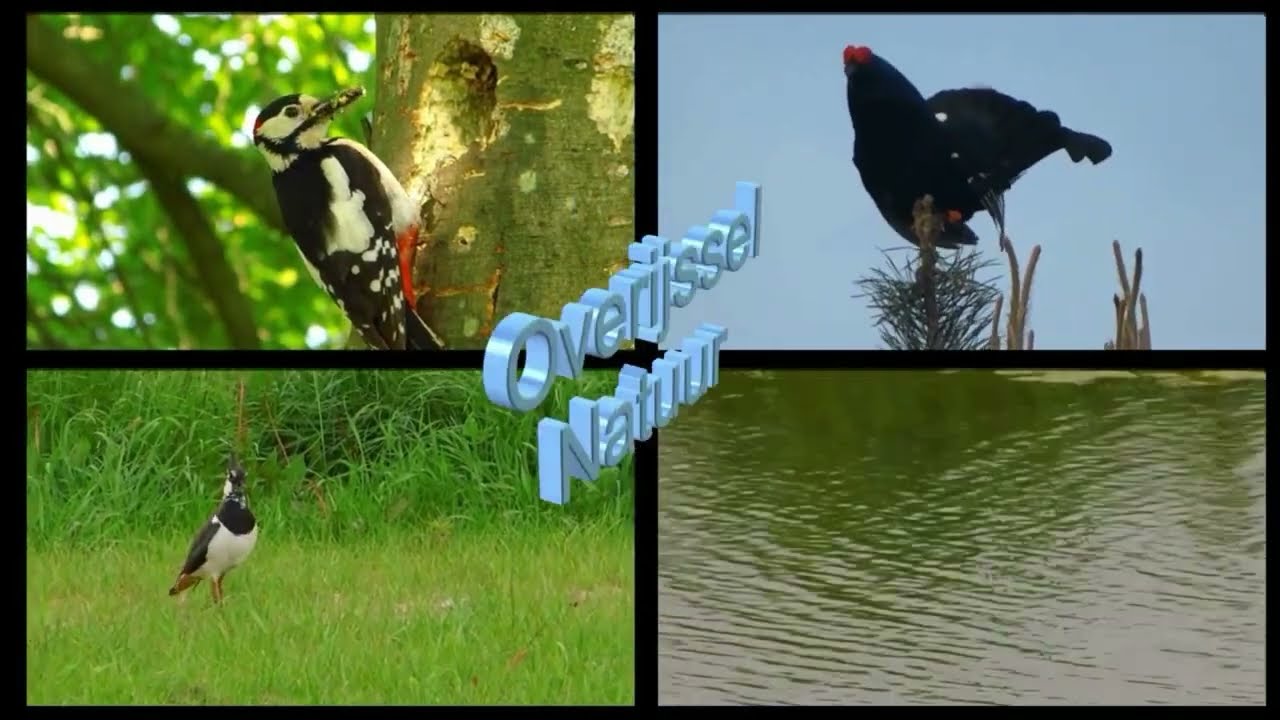 korhoen zaterdag, 5 oktober 2024