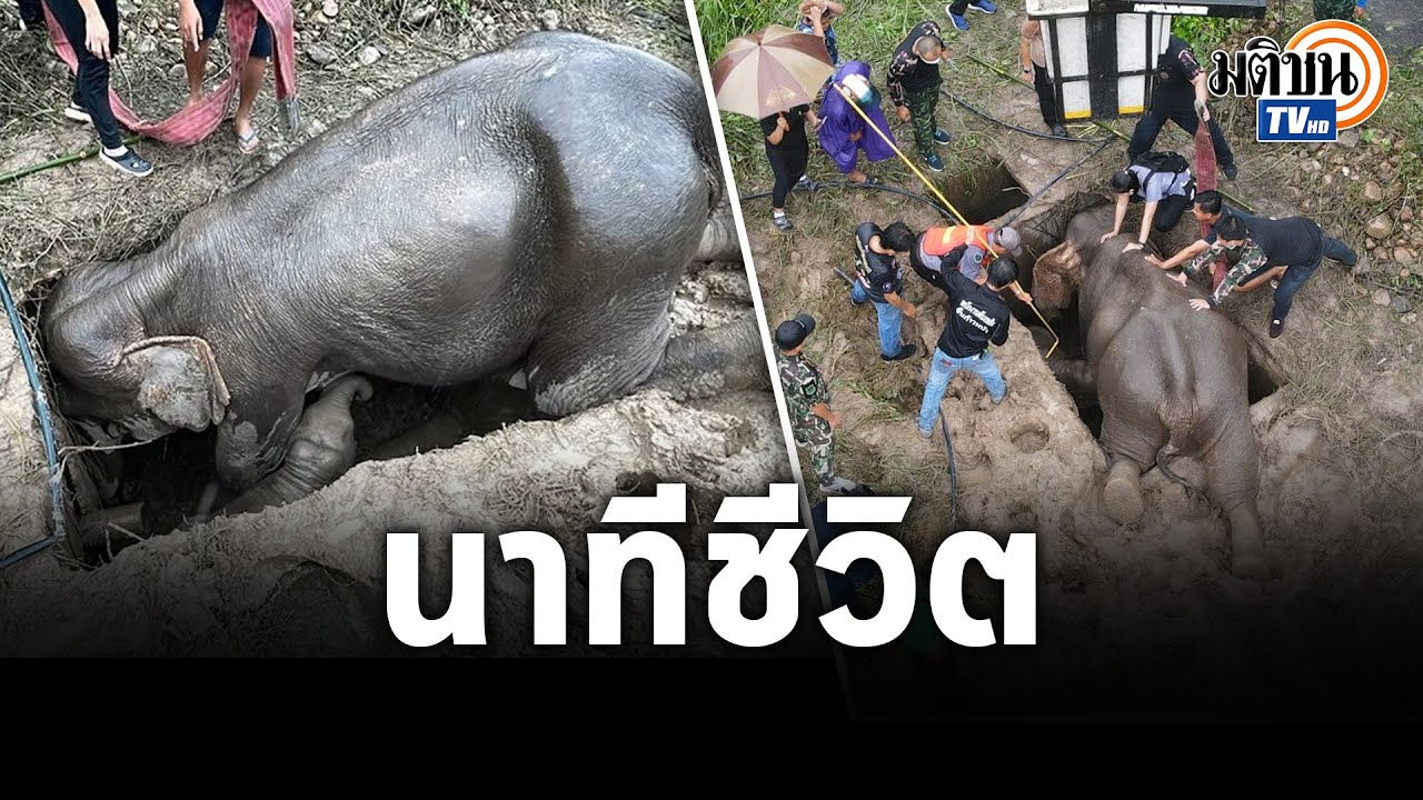 ลุ้นระทึก! นาทีช่วยแม่ลูกช้างป่า พลัดตกท่อระบายน้ำสูง 2 เมตร : Matichon TV