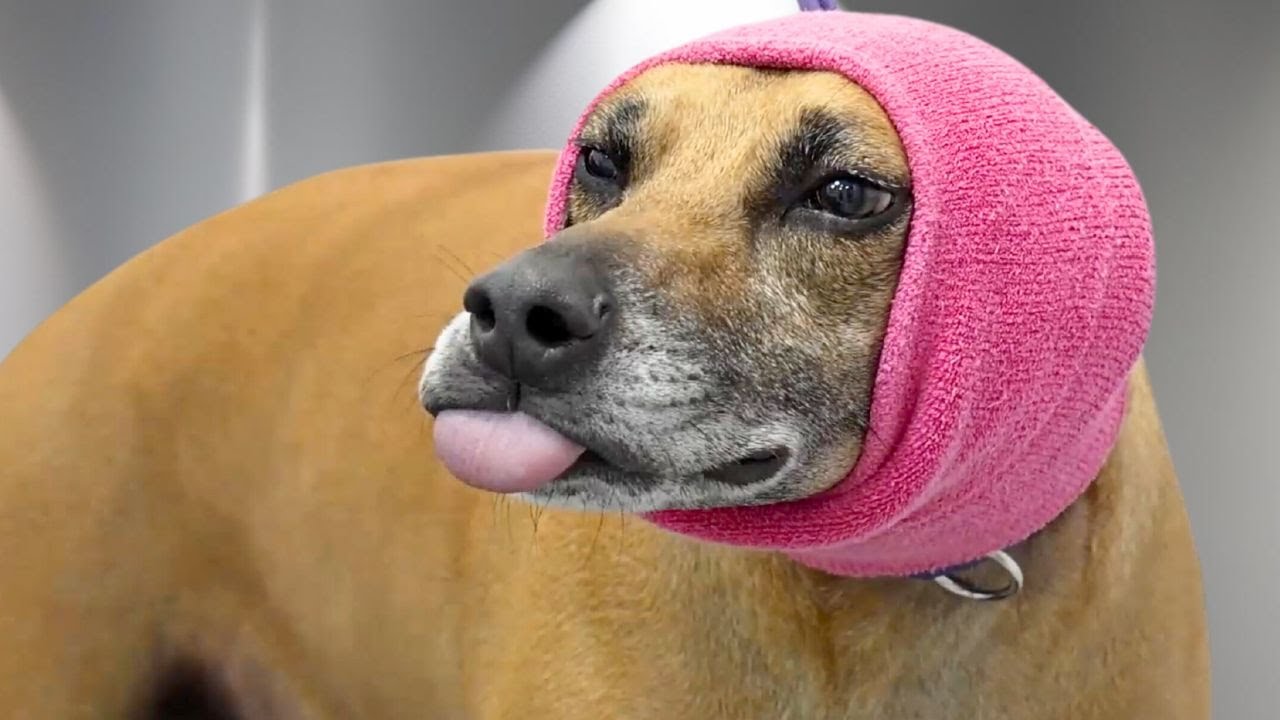 A beautiful story of a rescue dog named Brad | Black Mouth Cur