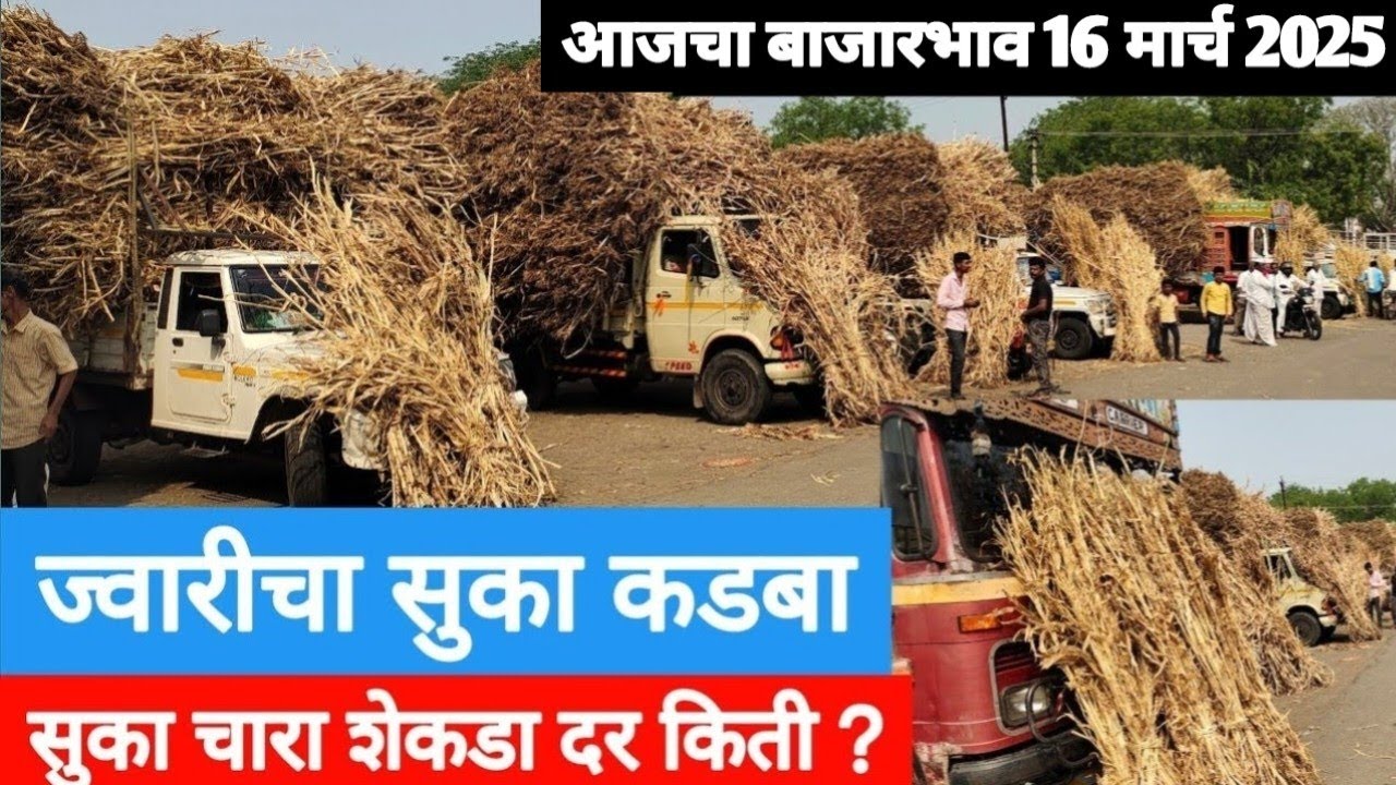 ज्वारीचा सुका कडबा शेकडा दर किती ? / सुक्या कडब्याचे चालू बाजारभाव मार्च 2025 / सुका चारा शेकडा दर