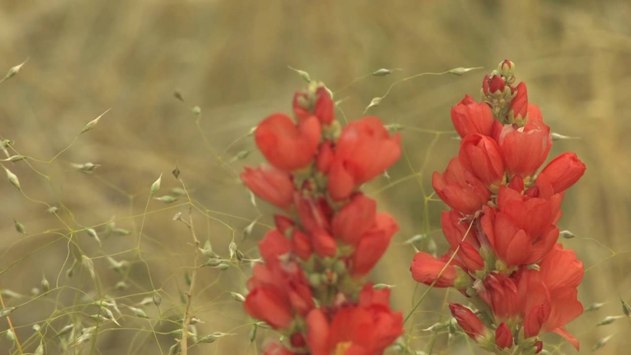 Minute Out In It: Globemallow