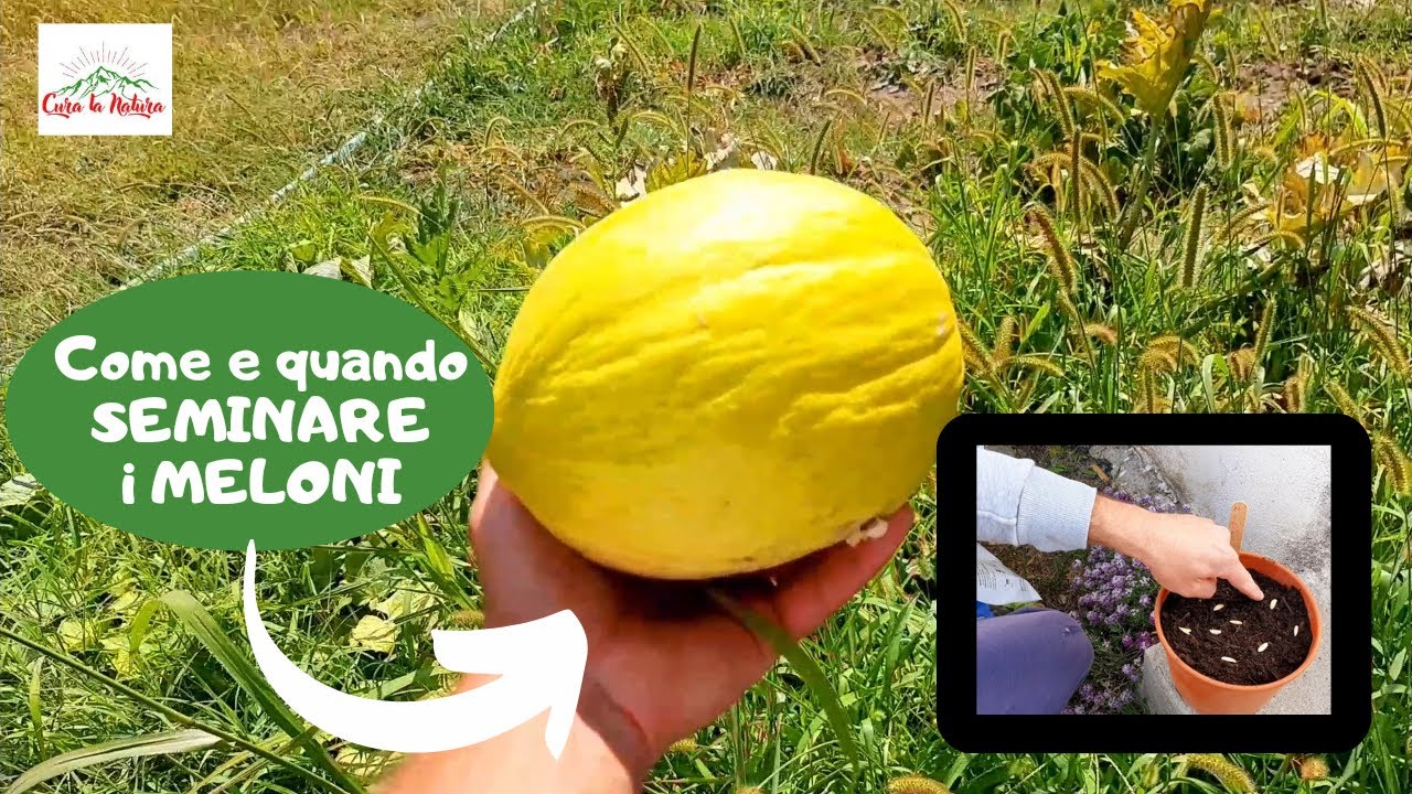 Come seminare i Meloni