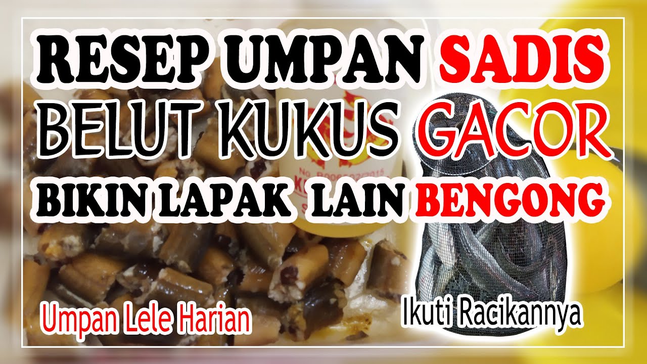 RACIK UMPAN JITU  LELE HARIAN BELUT KUKUS | BIKIN NGURAS EMPANG
