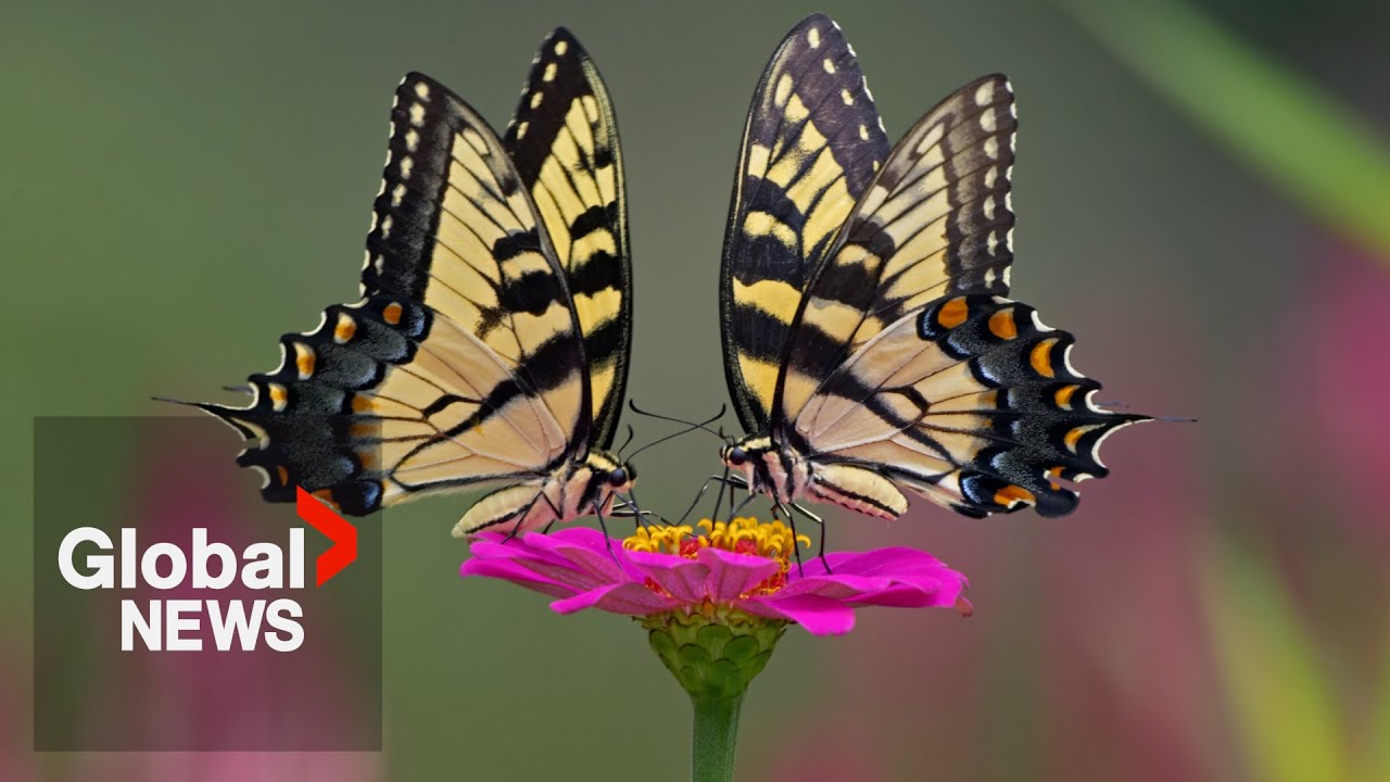 Butterfly population drops by 22% in US, but why?