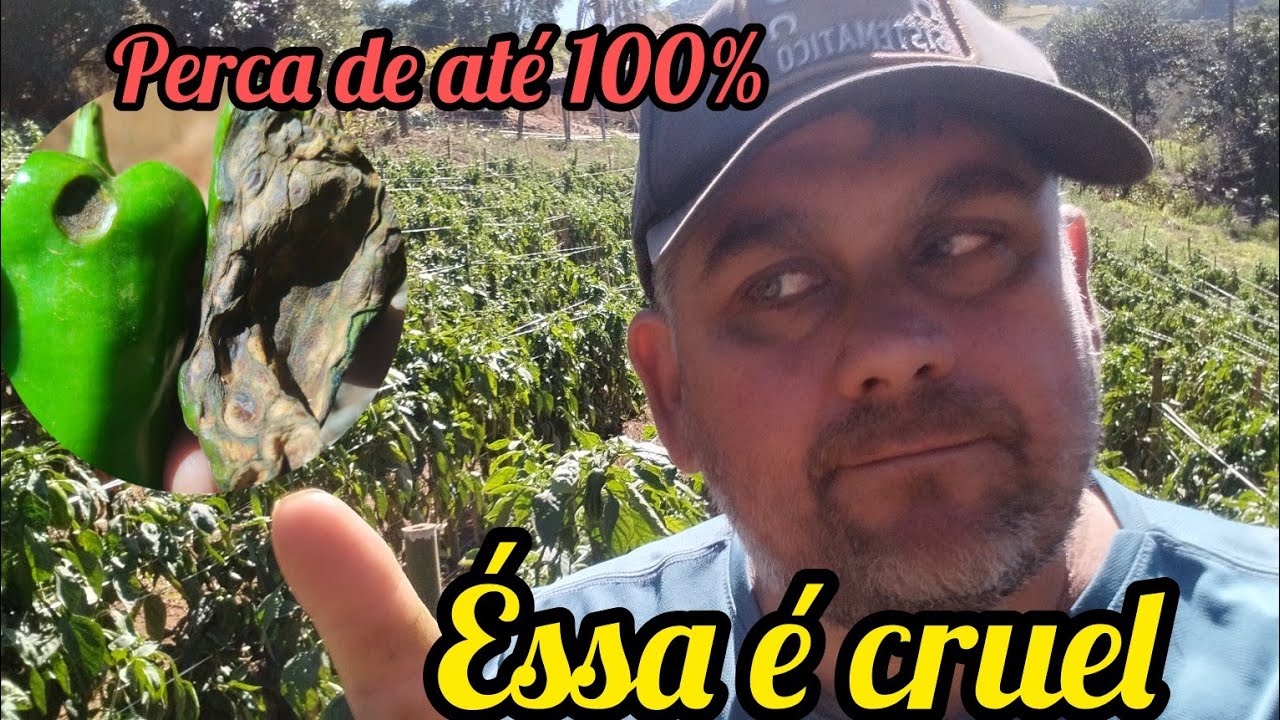 doença altamente destrutiva na cultura do pimentão pode dar percas de até 100 %!!