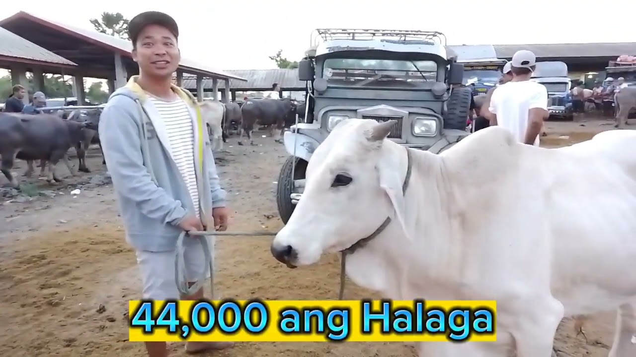 Presyo ng Baka,Kalabaw,Kabayo at Kambing dito sa Lucena Auction market Ating Alamin..May 01,2023