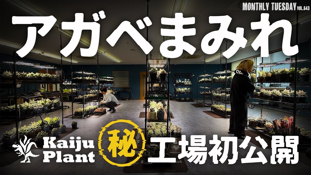 アガベ室内育成のパイオニア！Kaiju Plantの怪獣工場 初公開！