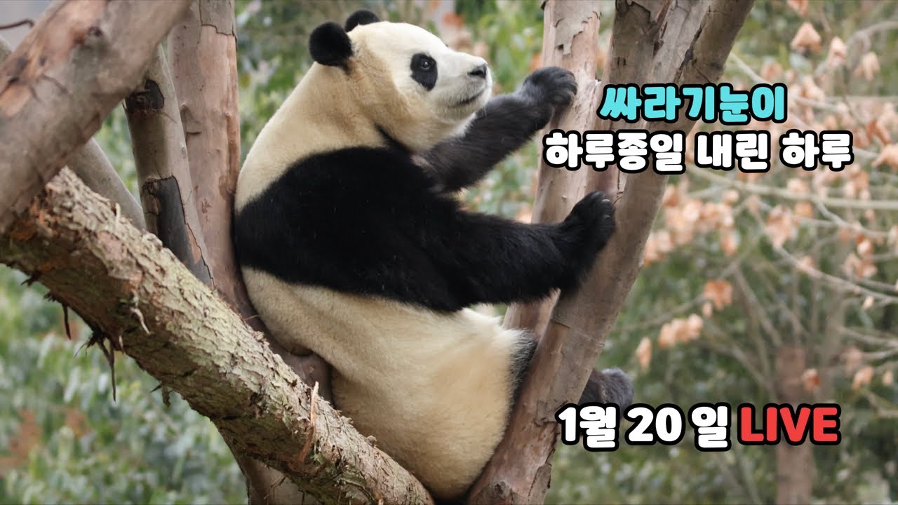 매우 추웠던 하루, 푸바오는 퇴근까지 어떤 하루를 보냈나요? (1월 20일 라이브)
