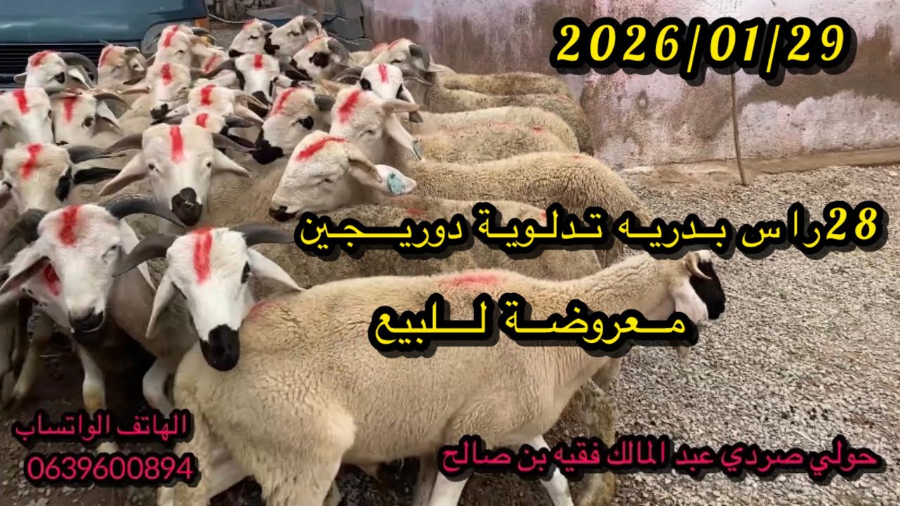 يفضل الله #وجت #28راس #بدرية #تدلة #للبيع 2026/01/29 #مرحبا__بالجميع #برطاجي #الدارالبيضاء #رباط 